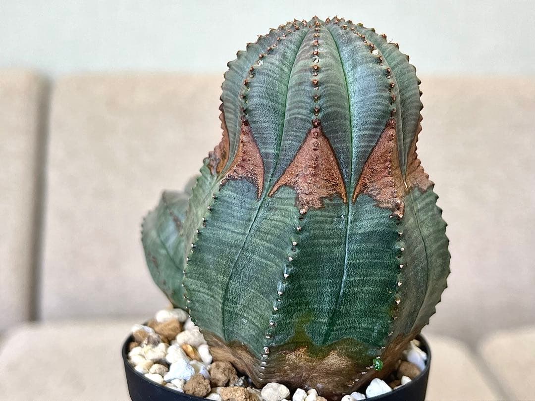 ユーフォルビア オベサ ヨーロッパ株 コレクション アロー 木質化