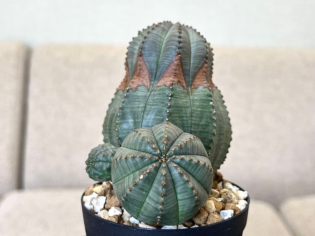 ユーフォルビア オベサ ヨーロッパ株 コレクション アロー 木質化