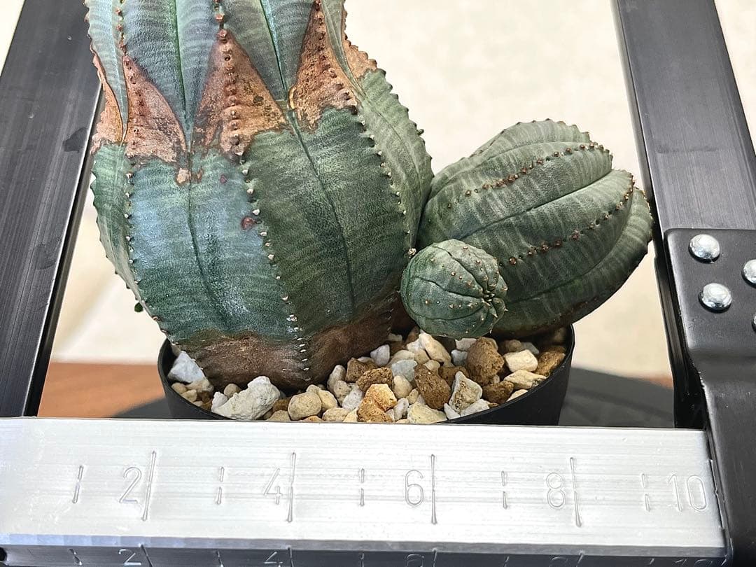 ユーフォルビア オベサ ヨーロッパ株 コレクション アロー 木質化