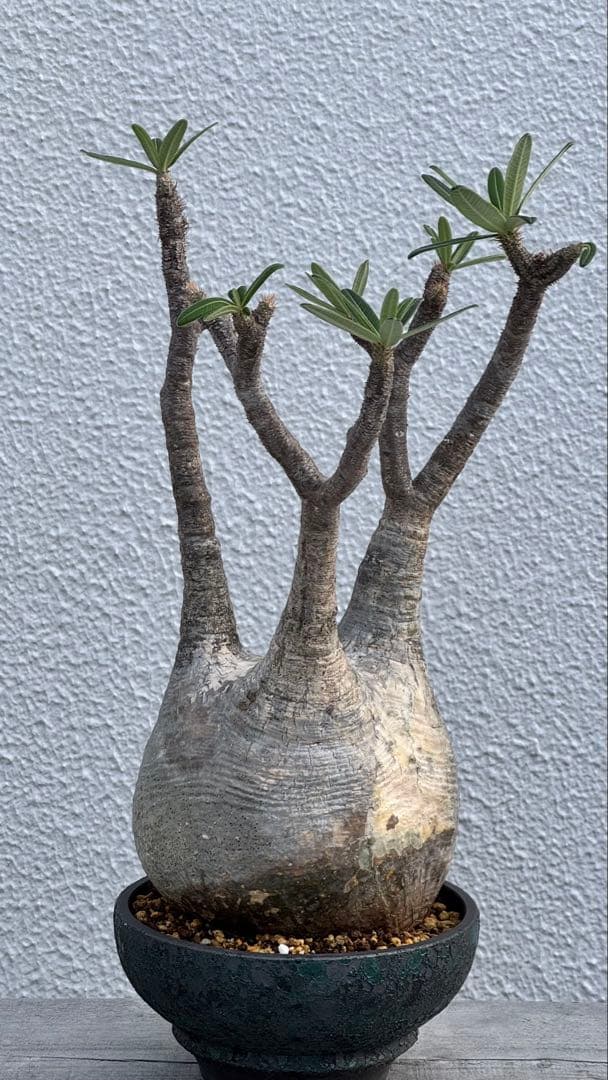 パキポディウム グラキリス　大株　カチカチ　発根済み　浅鉢　活着