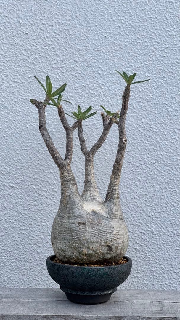 パキポディウム グラキリス　大株　カチカチ　発根済み　浅鉢　活着