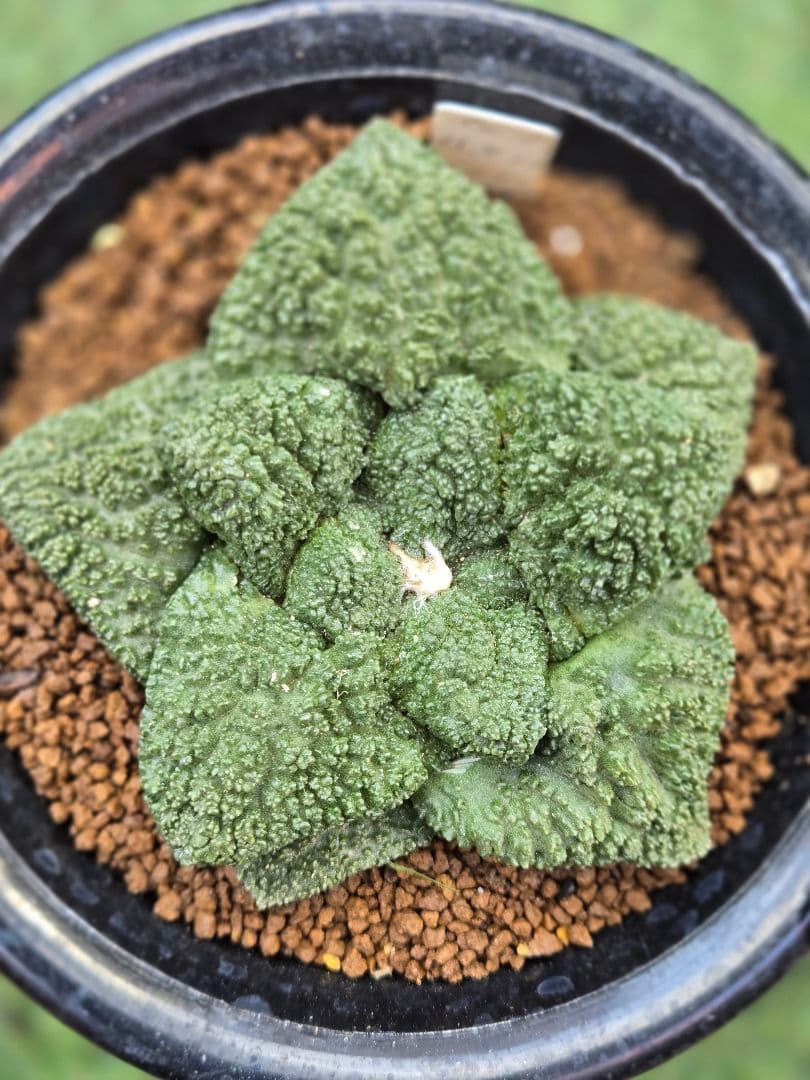 サボテン• 亀甲牡丹ゴジラ• 実生