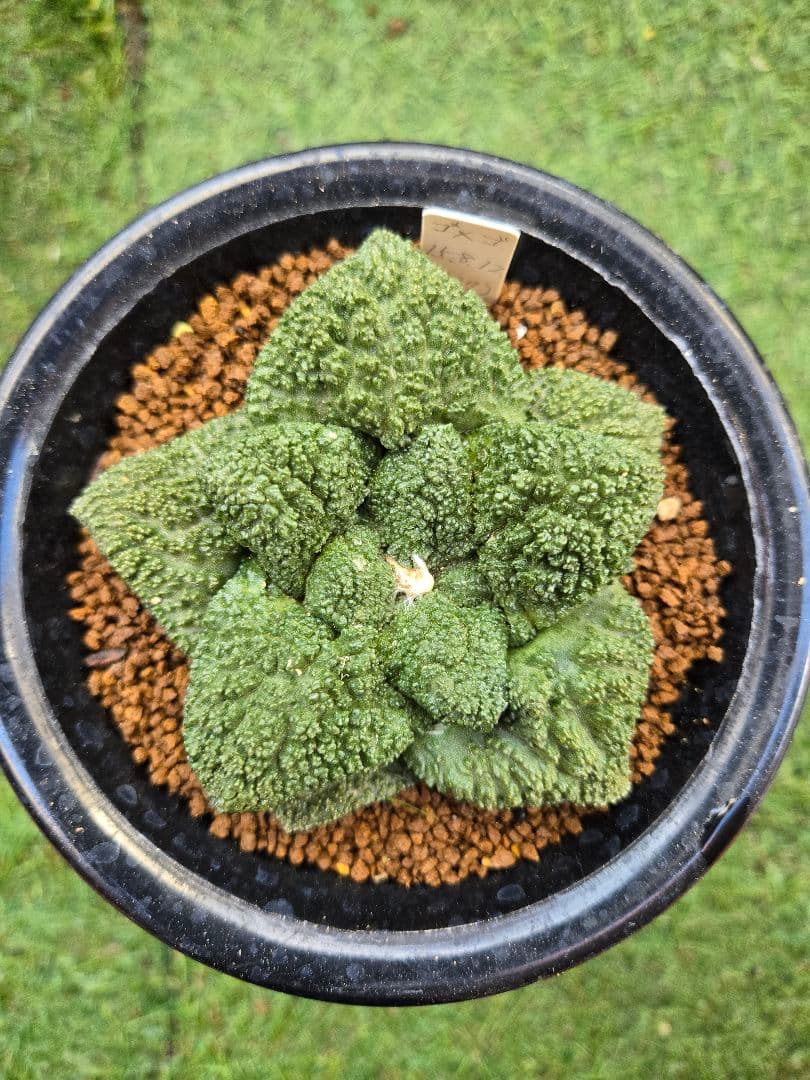 サボテン• 亀甲牡丹ゴジラ• 実生