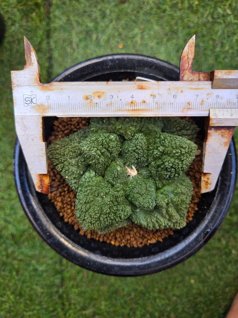 サボテン• 亀甲牡丹ゴジラ• 実生