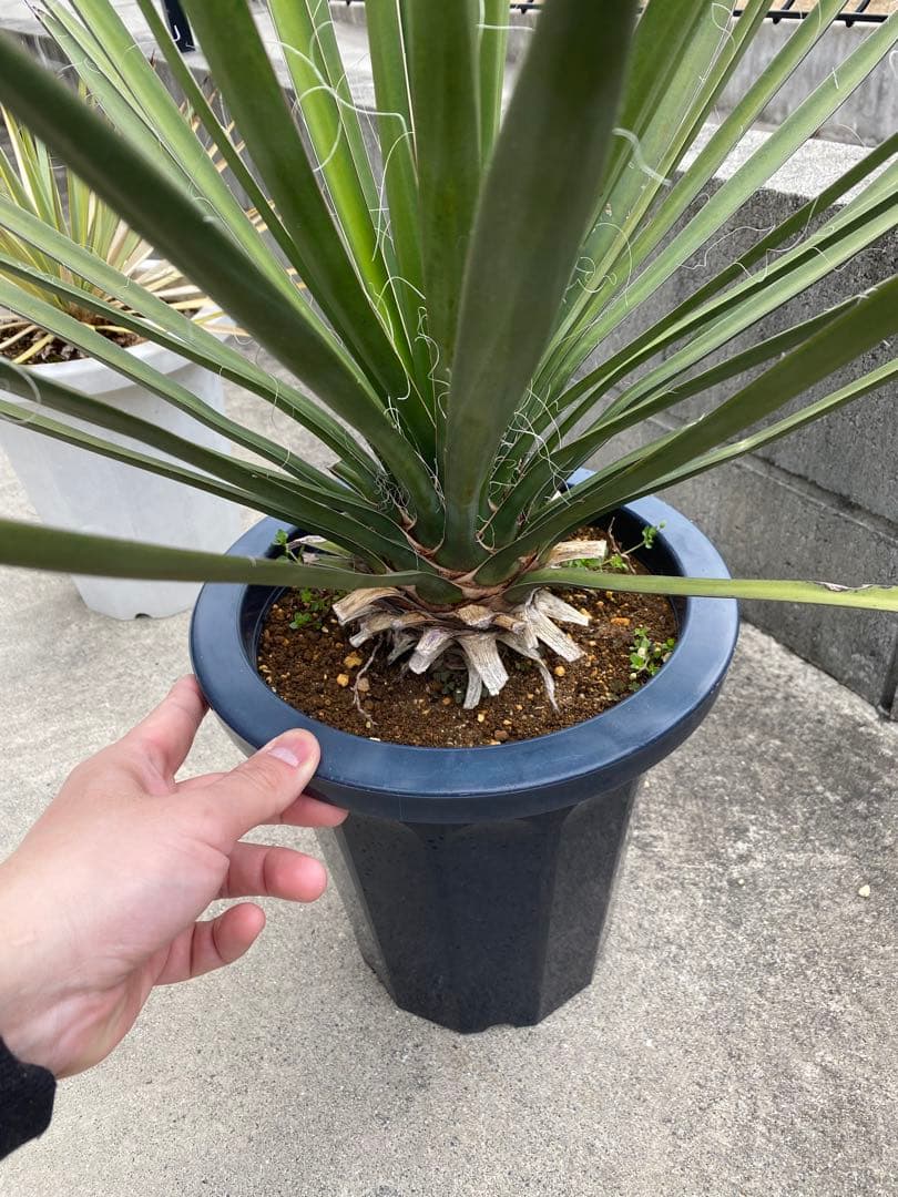 ユッカ　フィリフェラ　ロストラータ　アガベ　塊根　ドライガーデン　ロックガーデン