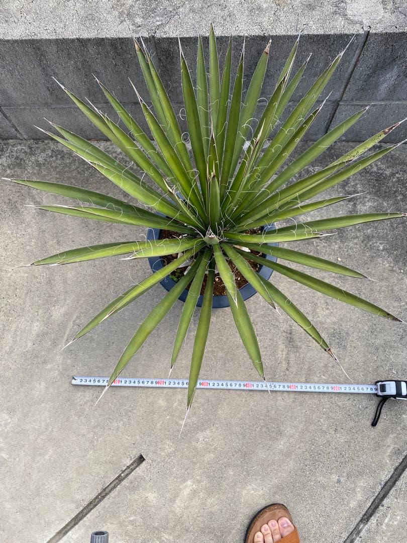 ユッカ　フィリフェラ　ロストラータ　アガベ　塊根　ドライガーデン　ロックガーデン