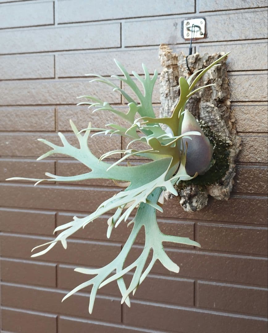 jade girl ジェイドガール　株分 ビカクシダ