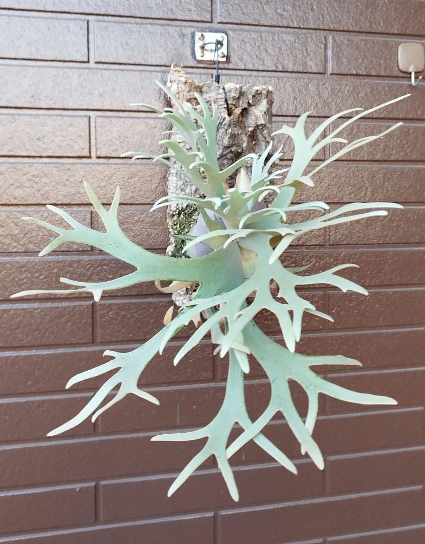 jade girl ジェイドガール　株分 ビカクシダ