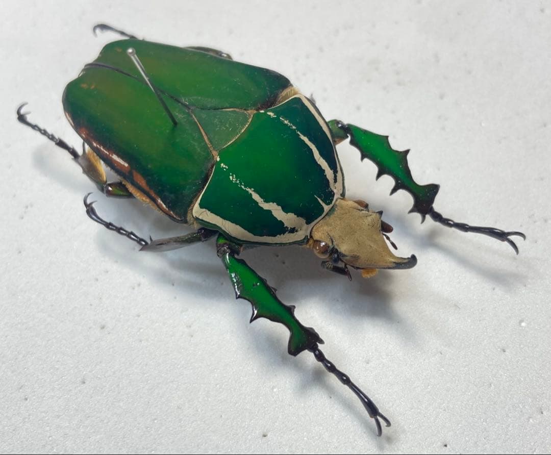 メキノリーナ・トルクアータ　オオツノカナブン　約56ミリ　1983年　アフリカ