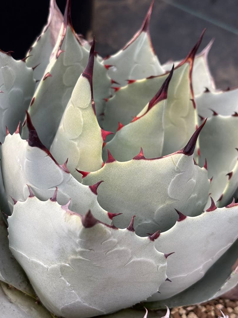 アガベ　パリーハイブリッド　検索　リップルエフェクト　オリザバ