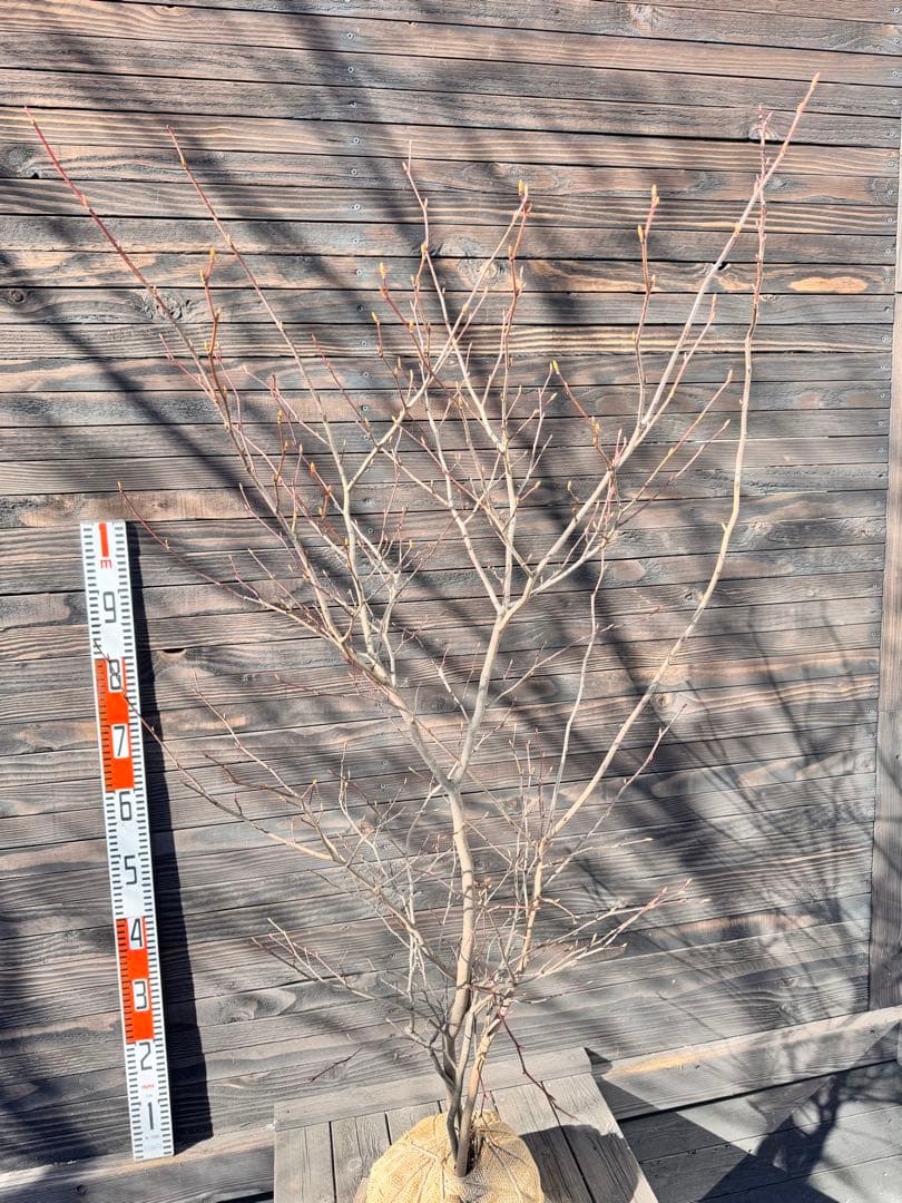 シロモジ/株立ち【現品発送】管理80012