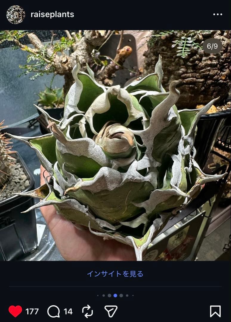 アガベ オアハカ　現地球　ポルトラーノ産　子株