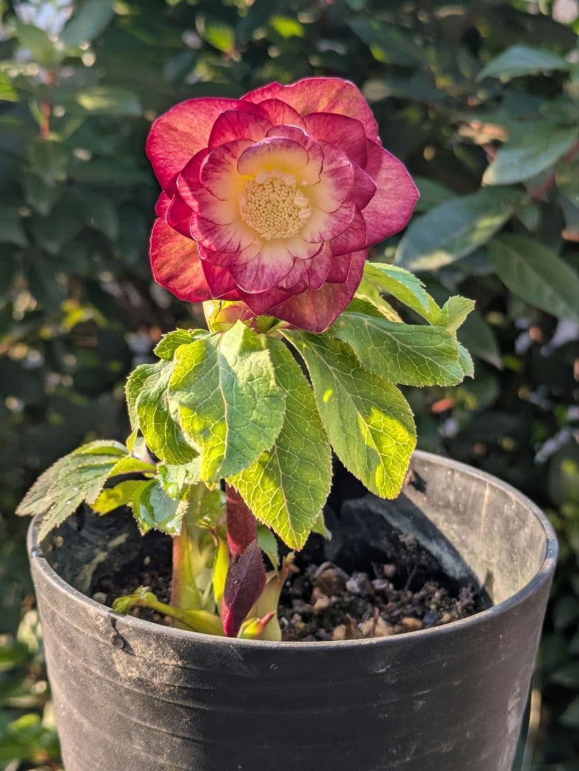 【美株】​広瀬園芸 クリスマスローズ オーレア系レッドグラデーション DD