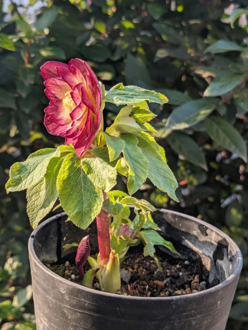 【美株】​広瀬園芸 クリスマスローズ オーレア系レッドグラデーション DD