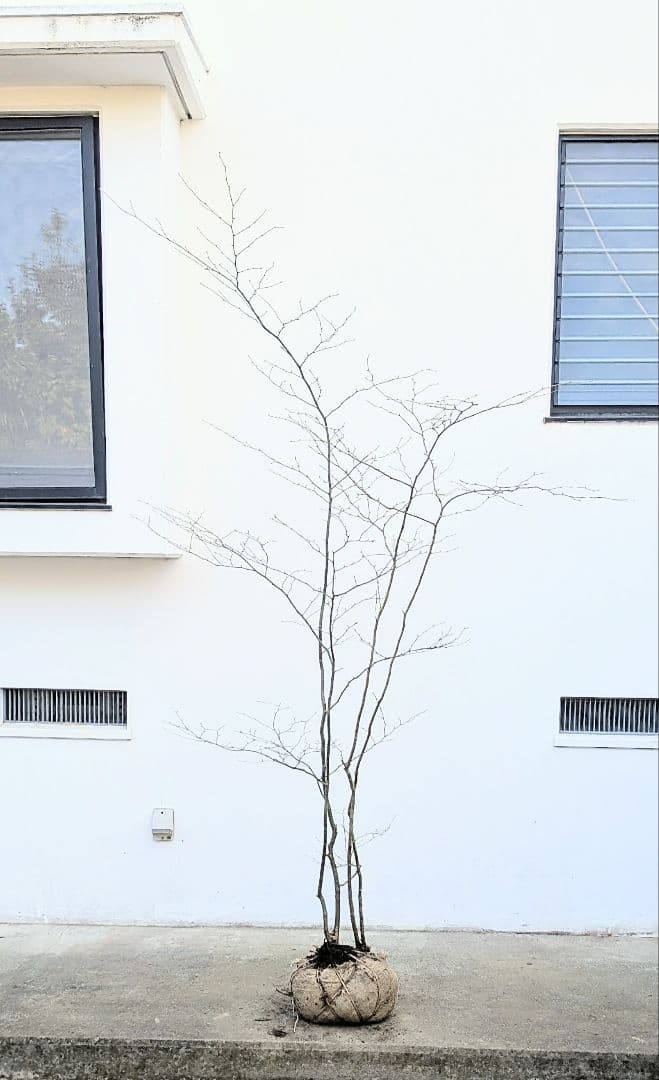 山採りアオハダ。