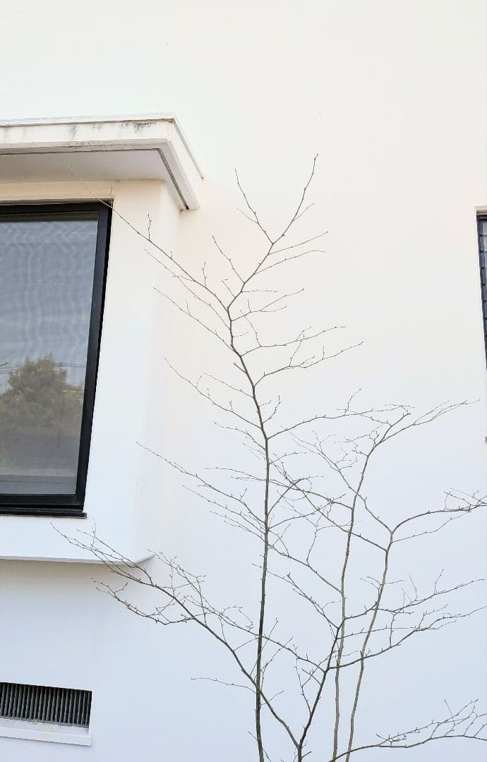 山採りアオハダ。