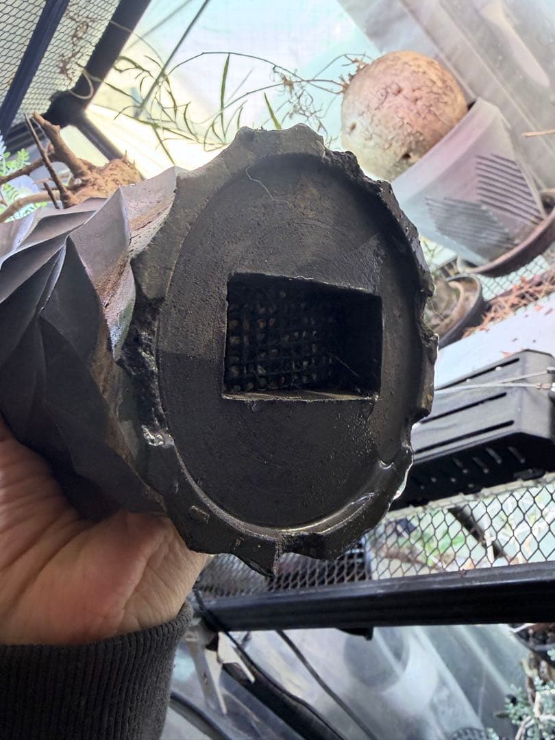 塊根植物 ボスウェリアネグレクタ