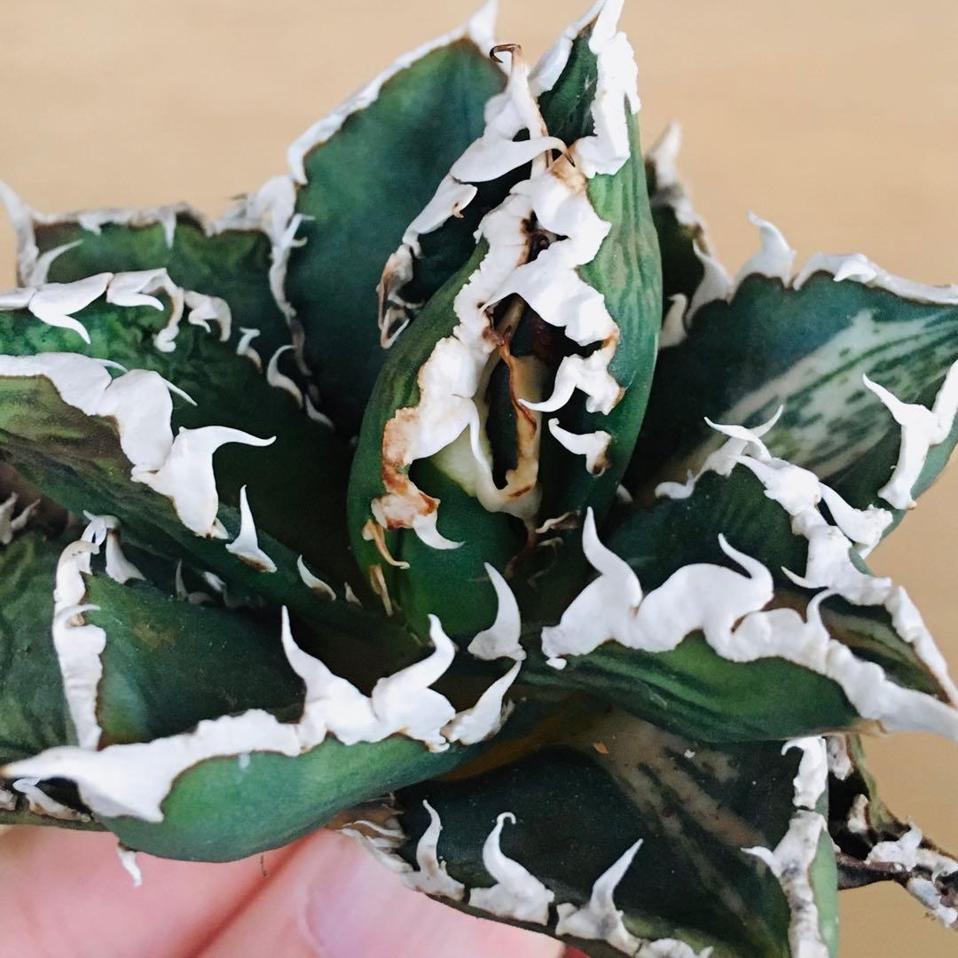 狼人錦 白中斑 TC株 強棘 短葉 アガベ チタノタ ウェアウルフ錦