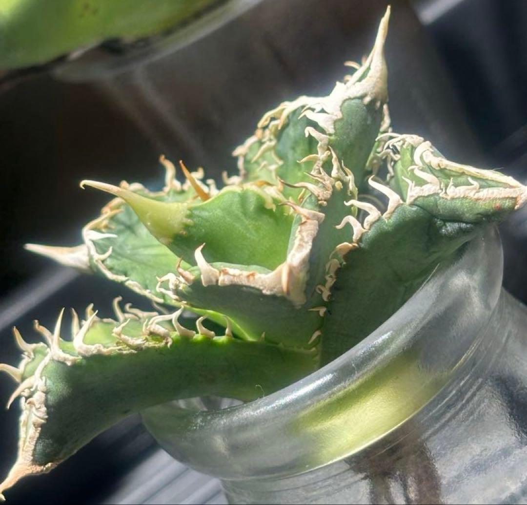 特出！アガベチタノタ大白鯊（極上株）S級激レアsuperホオジロザメ狂暴極狂刺！