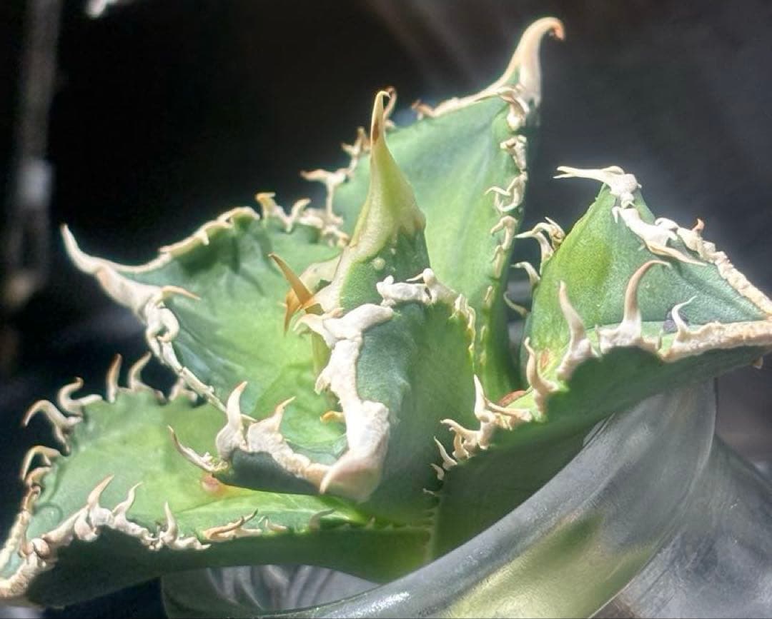 特出！アガベチタノタ大白鯊（極上株）S級激レアsuperホオジロザメ狂暴極狂刺！