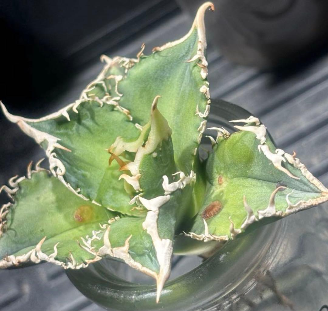 特出！アガベチタノタ大白鯊（極上株）S級激レアsuperホオジロザメ狂暴極狂刺！