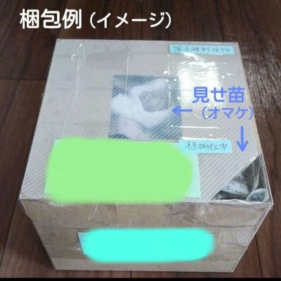 124. 多肉植物 スティルハート 650円【抜き苗】