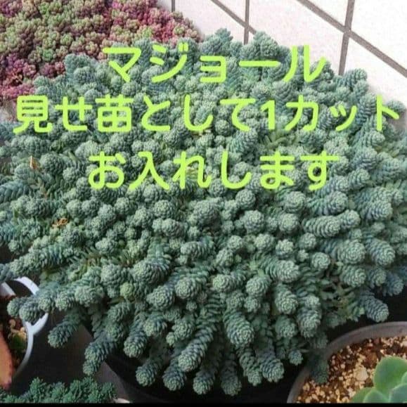 124. 多肉植物 スティルハート 650円【抜き苗】