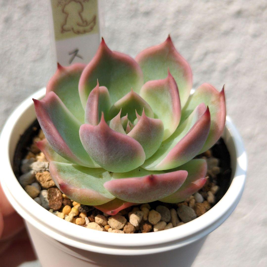 124. 多肉植物 スティルハート 650円【抜き苗】