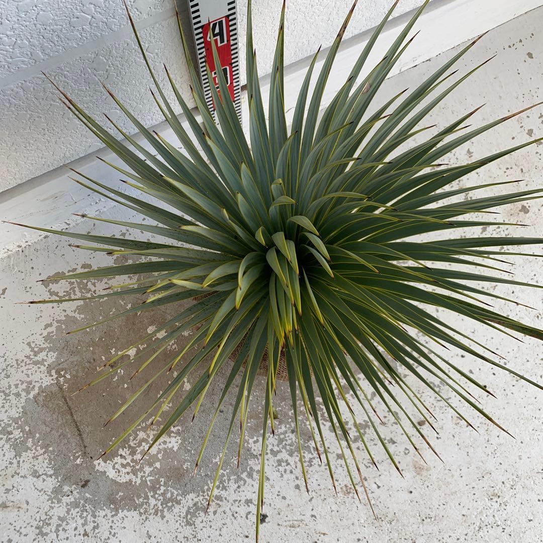 ユッカ　ロストラータ　【耐寒性/ドライガーデン/ロックガーデン 】29