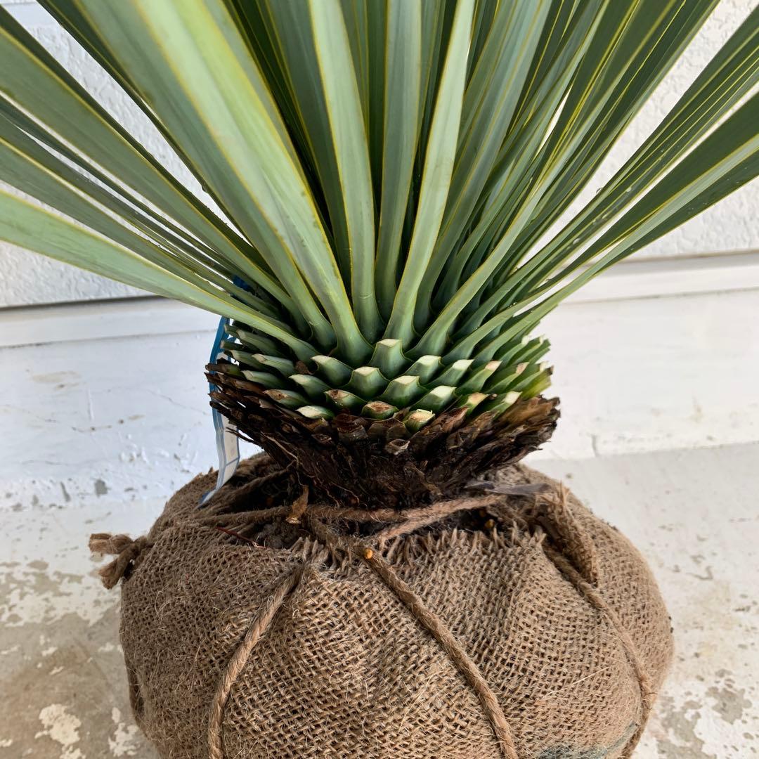 ユッカ　ロストラータ　【耐寒性/ドライガーデン/ロックガーデン 】29