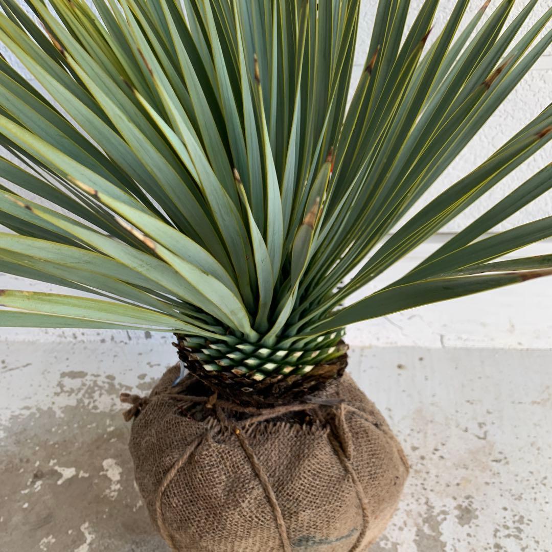 ユッカ　ロストラータ　【耐寒性/ドライガーデン/ロックガーデン 】29