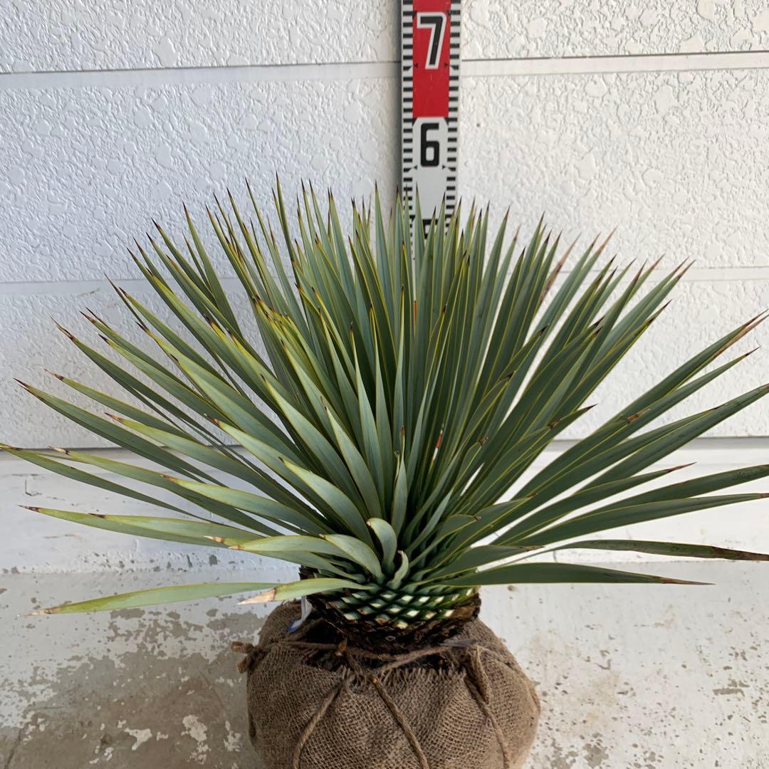 ユッカ　ロストラータ　【耐寒性/ドライガーデン/ロックガーデン 】29