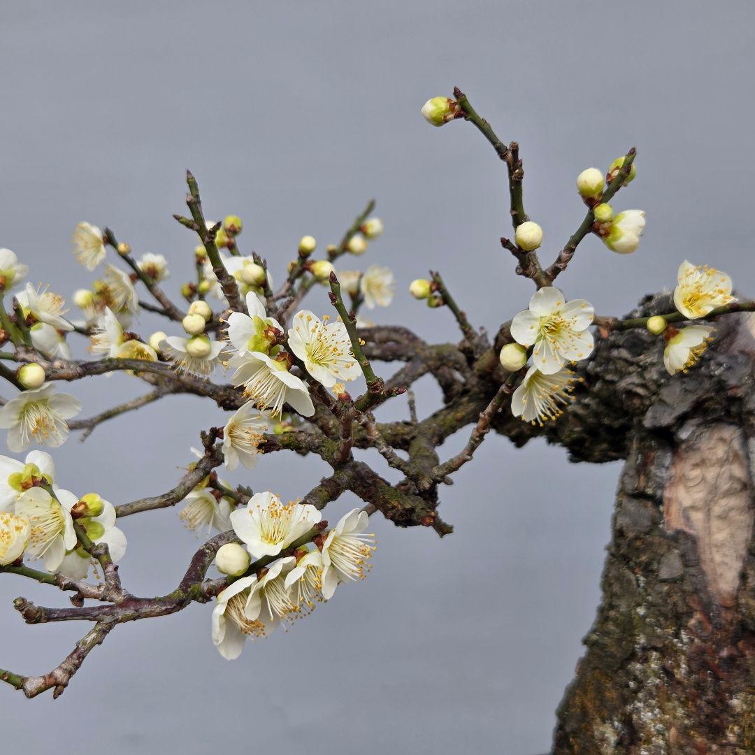 野梅　(青軸)[斜幹木]　梅　中品盆栽