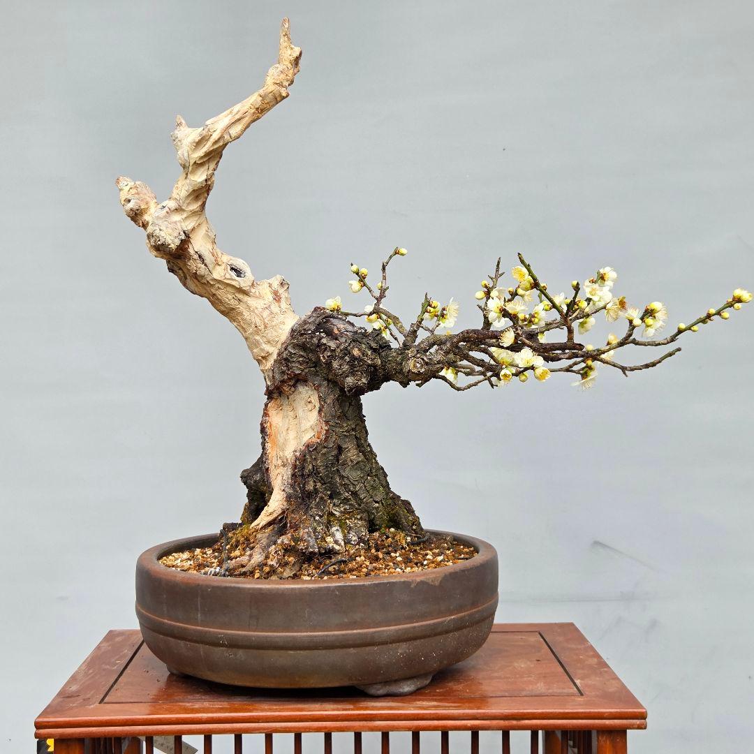 野梅　(青軸)[斜幹木]　梅　中品盆栽
