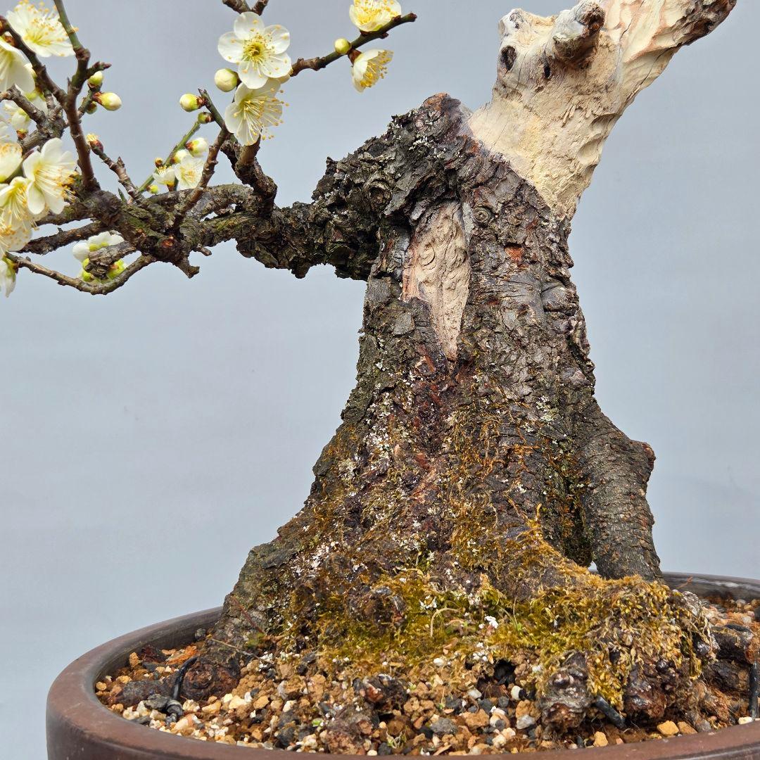 野梅　(青軸)[斜幹木]　梅　中品盆栽