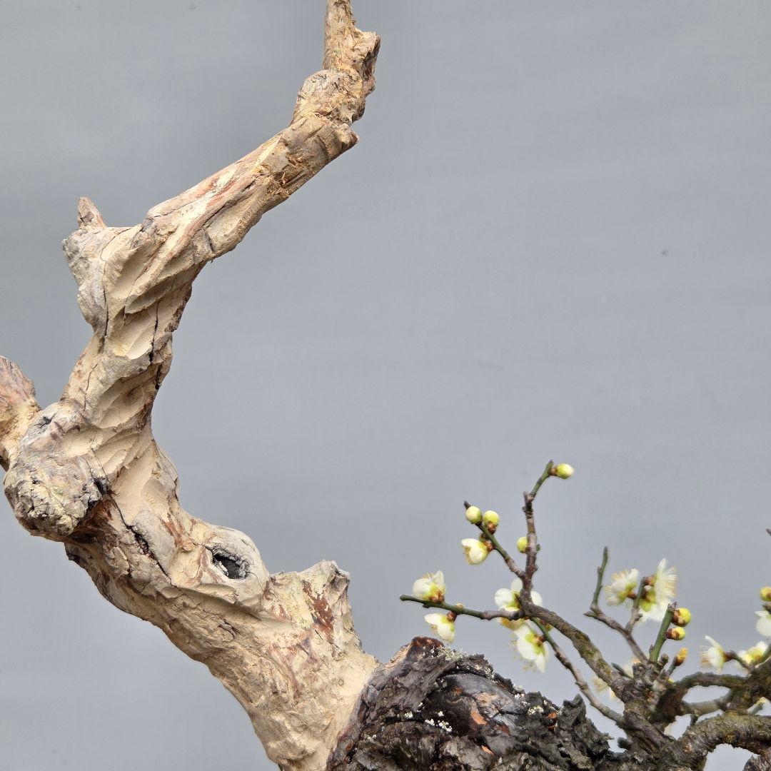 野梅　(青軸)[斜幹木]　梅　中品盆栽