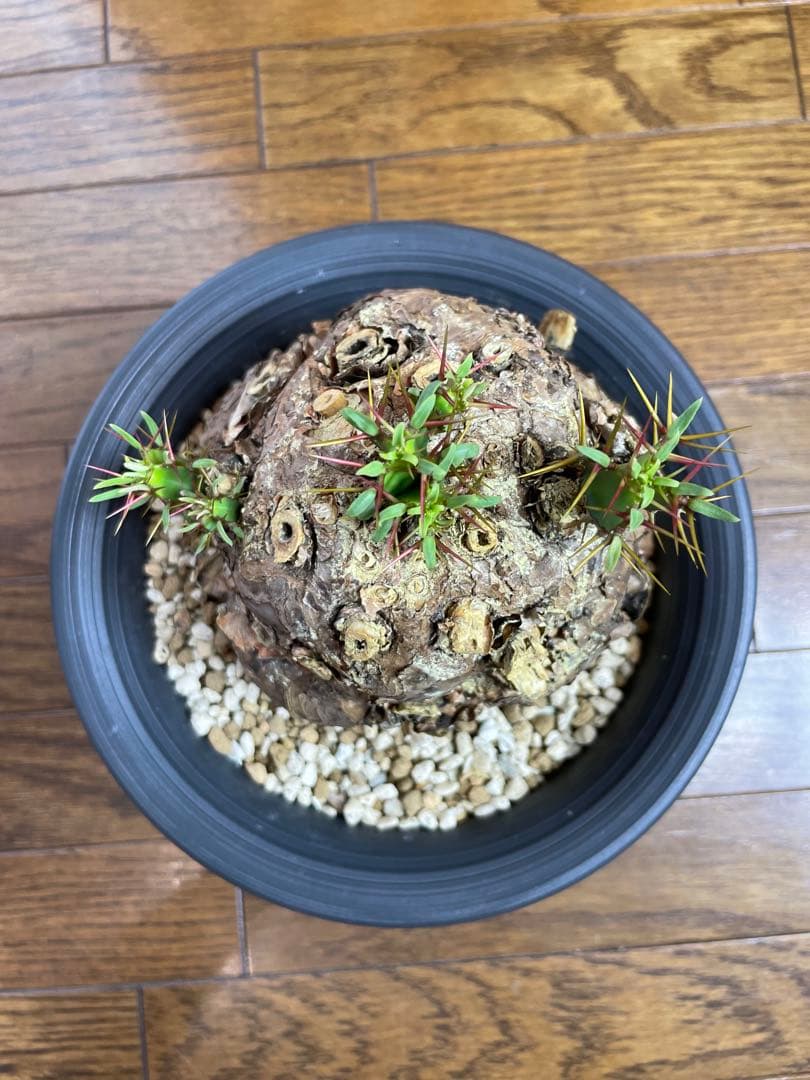 ユーフォルビア　ムランジーナ