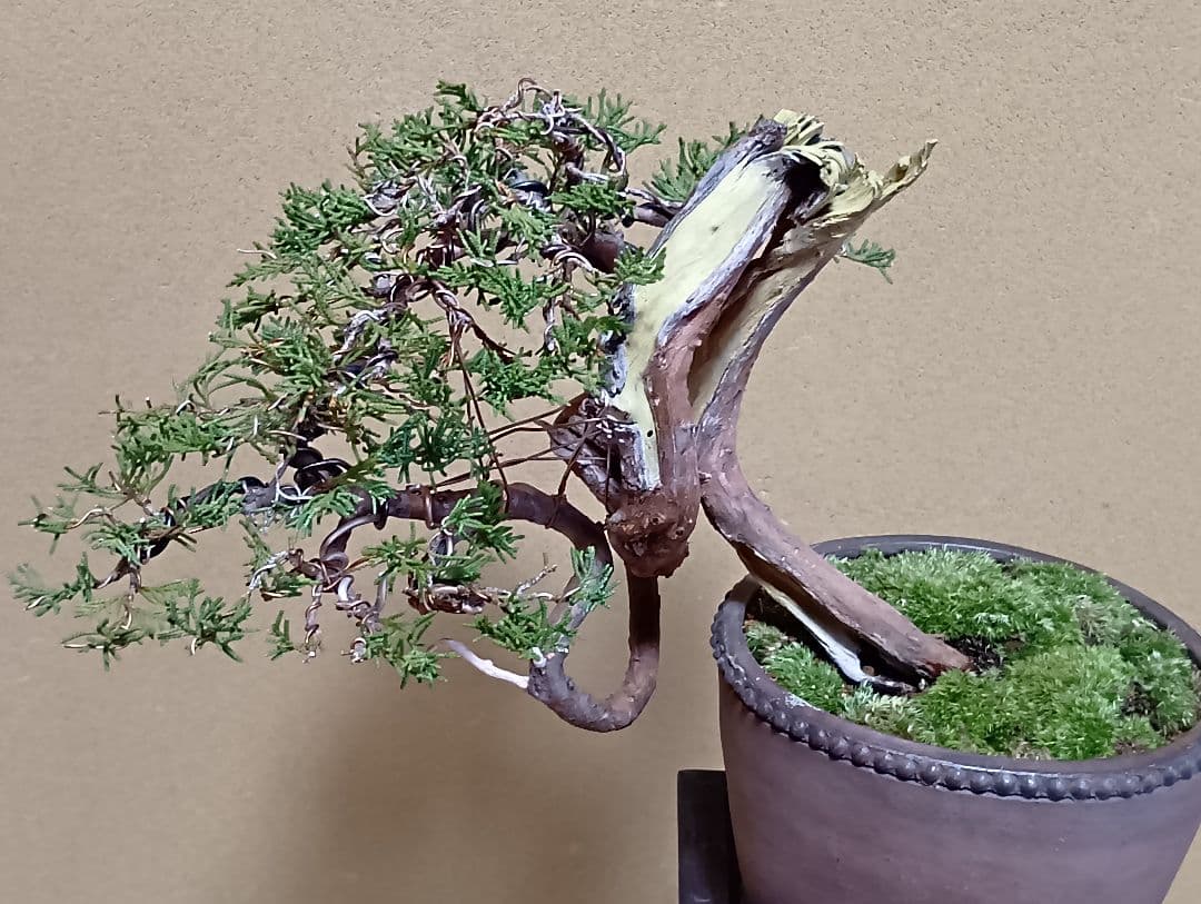 糸魚川真柏‼️値下げ‼️