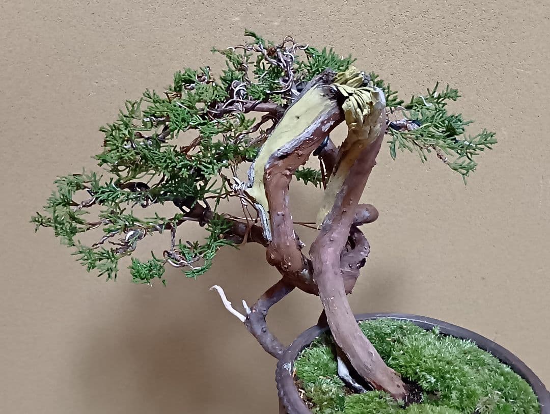 糸魚川真柏‼️値下げ‼️