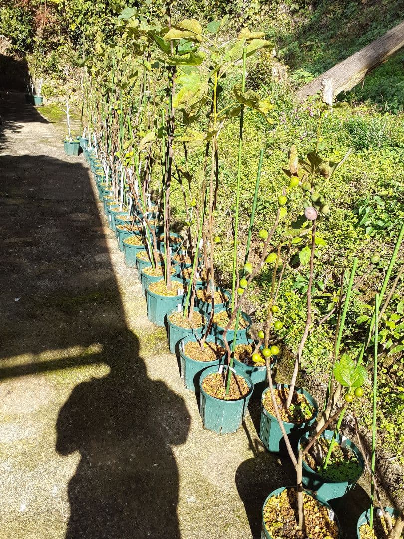 【1】イチジク 穂木販売 お問い合わせ用