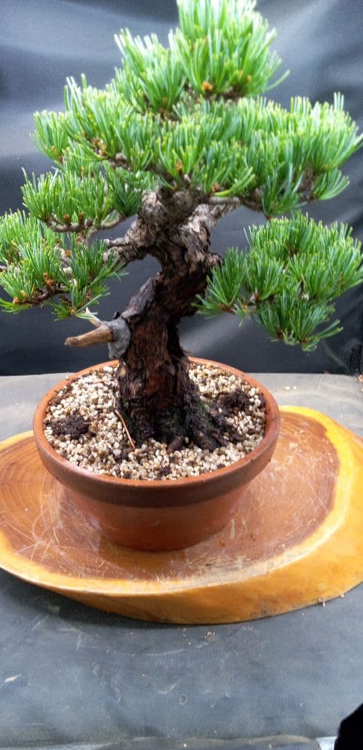 貴風盆栽五葉松