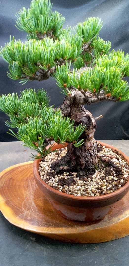 貴風盆栽五葉松