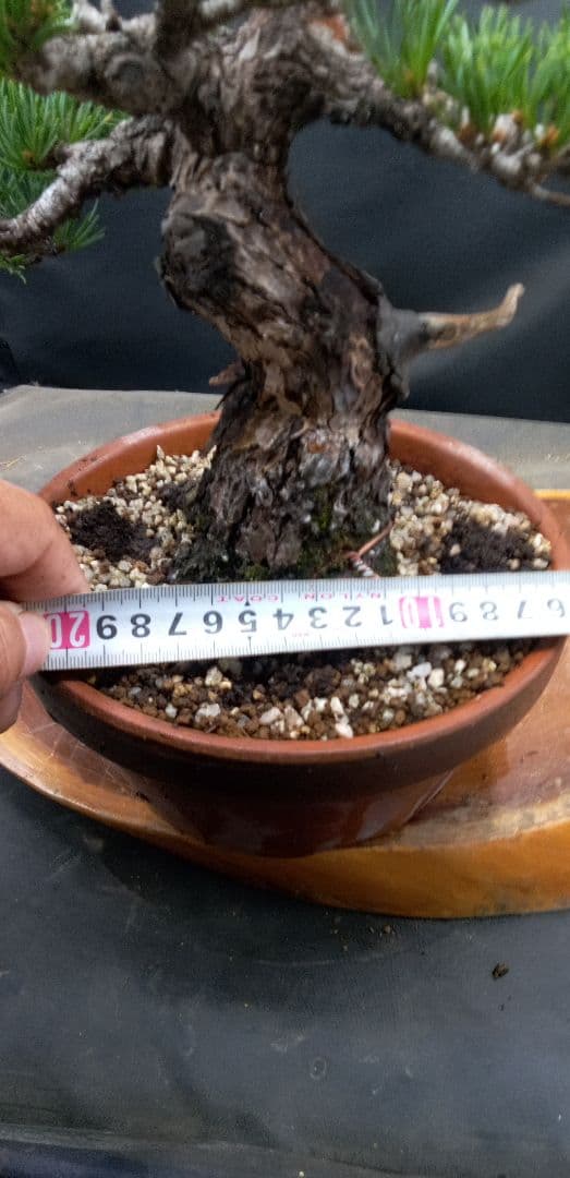 貴風盆栽五葉松