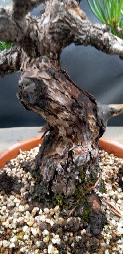 貴風盆栽五葉松