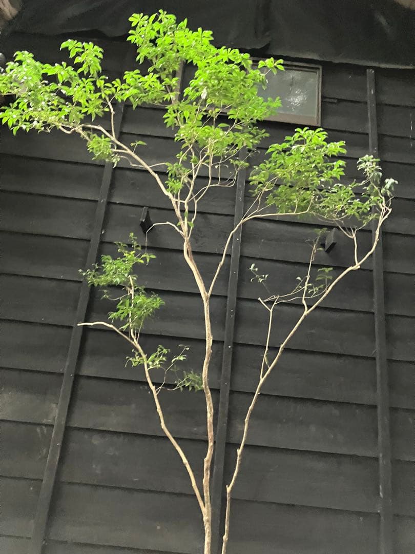 81 山採り　アセビ