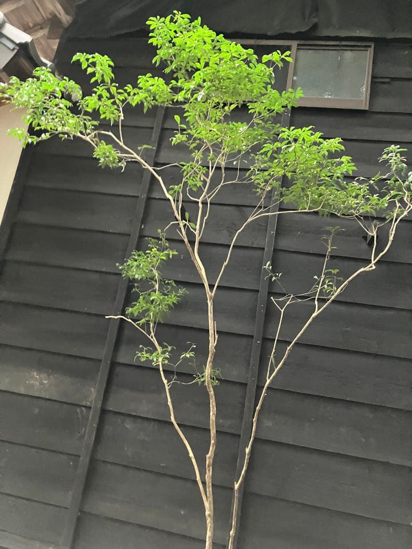 81 山採り　アセビ