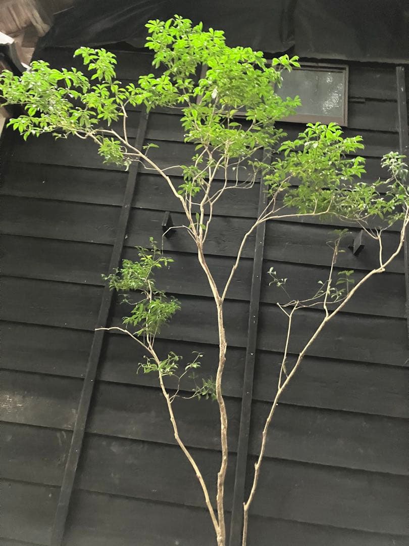 81 山採り　アセビ