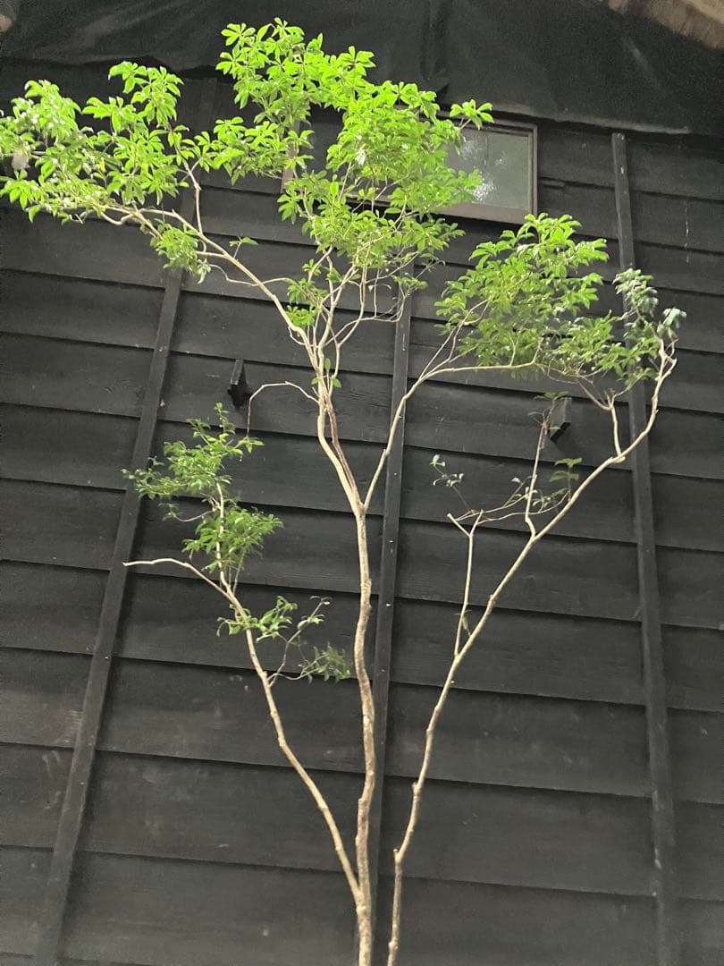 81 山採り　アセビ