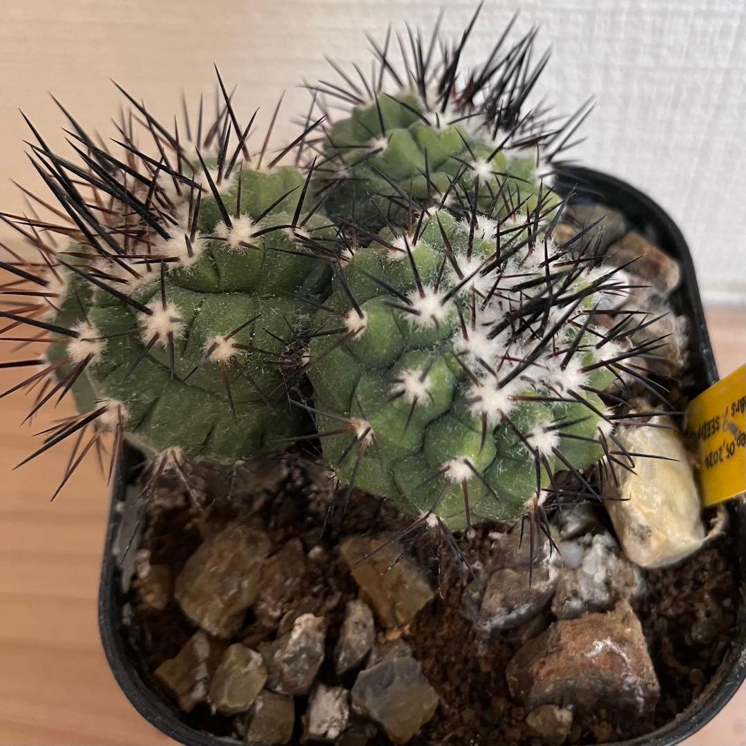 【極上・自根】コピアポア 黒王丸 3頭群生 実生（検 孤竜丸 青磁肌）