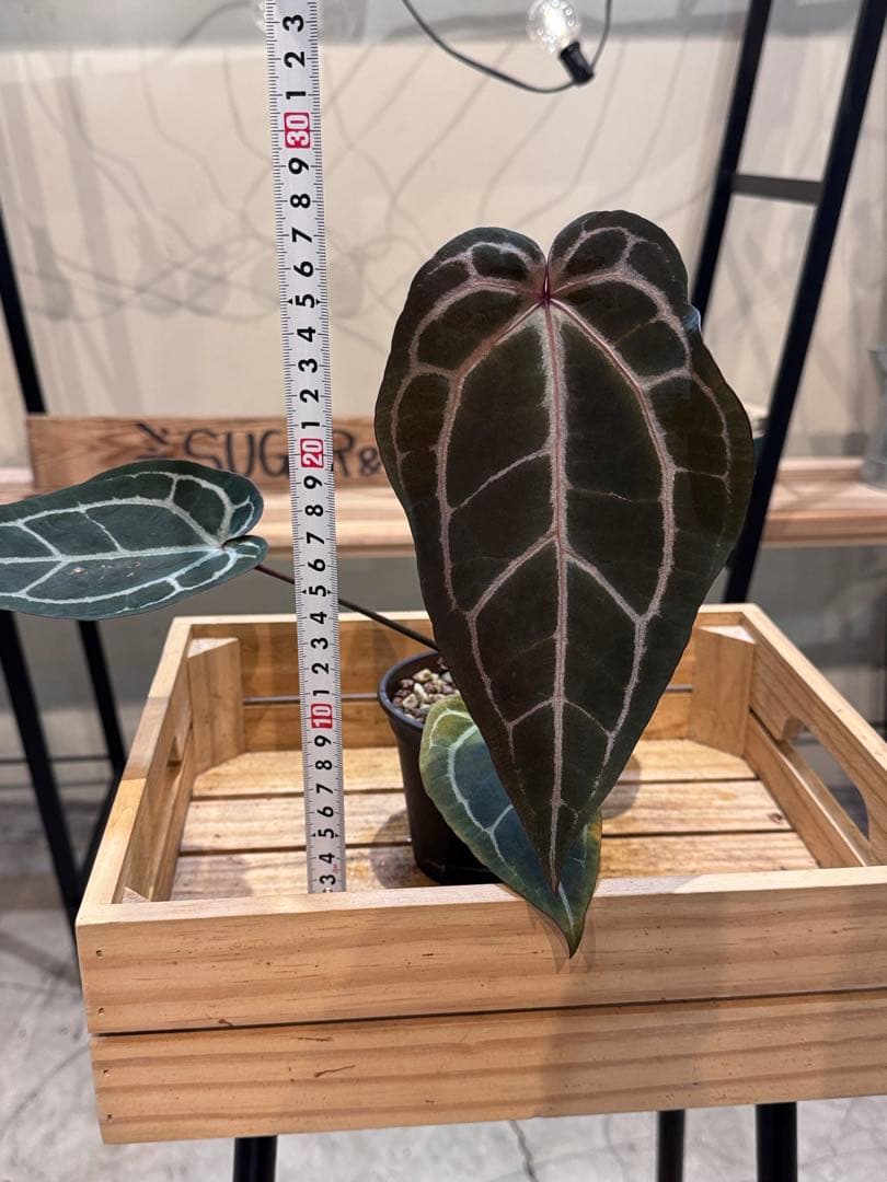 マ*ン様 53 アンスリウム　’パープルクリスタリナム‘ 色濃いめ